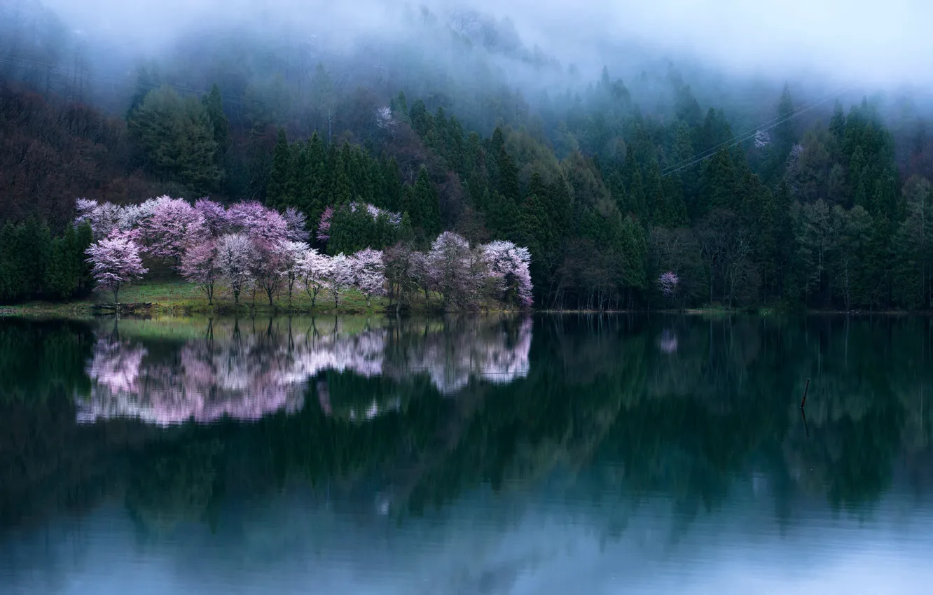 Photo wallpaper water, trees, Sakura, photographer Comyu Matsuoka, spring bloom