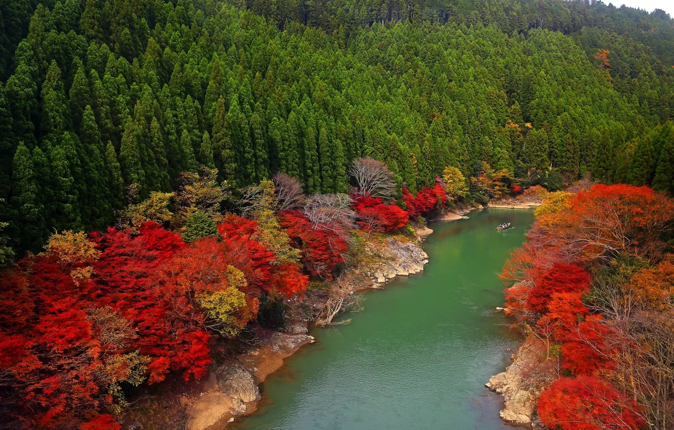 Photo wallpaper forest, trees, river, Japan, Japan, Kyoto, Oi River, Arashiyama