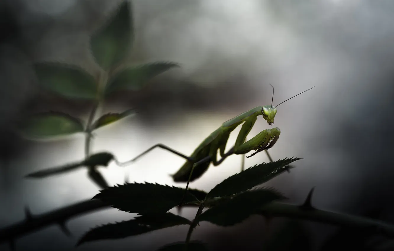 Photo wallpaper leaves, macro, plant, mantis, insect