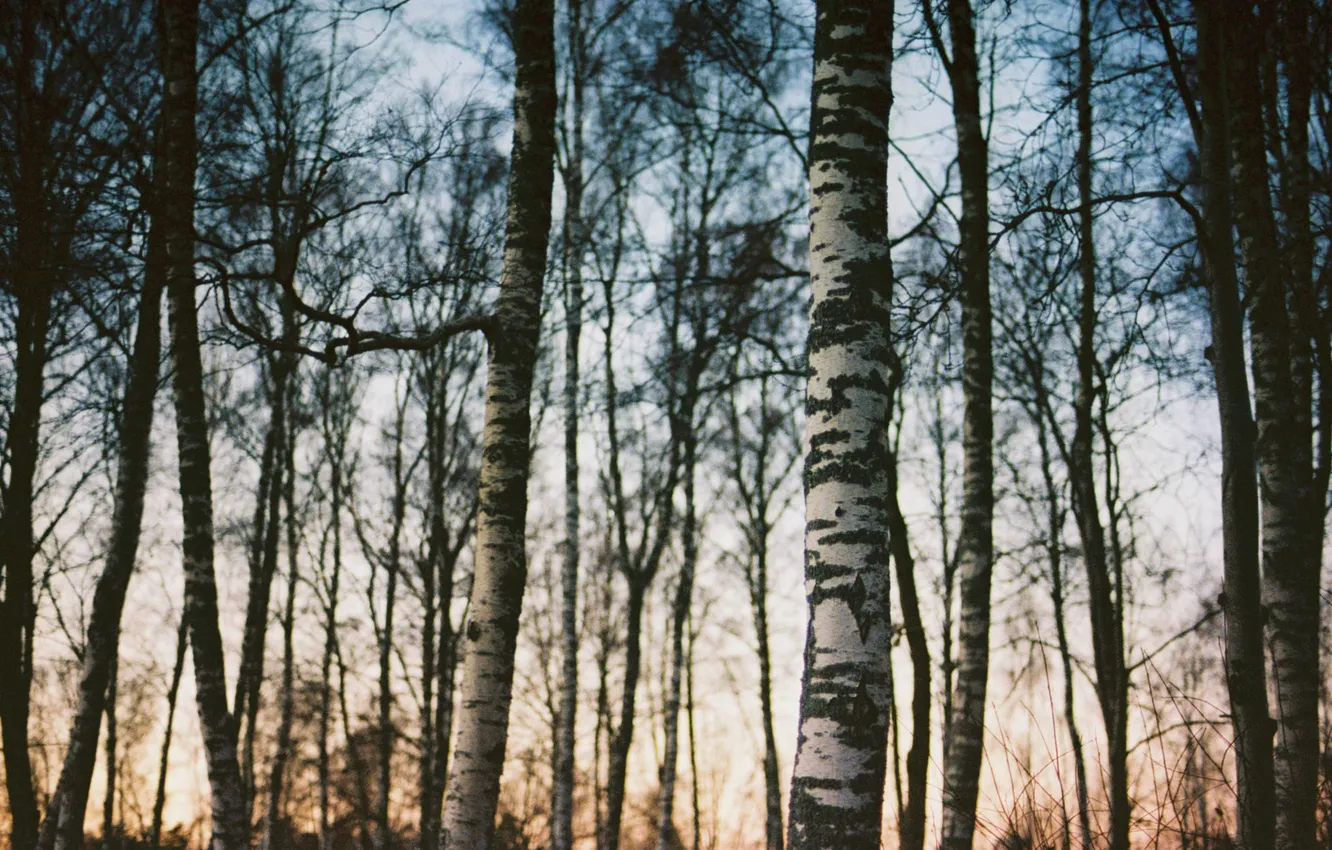 Photo wallpaper forest, trees, branches, twilight