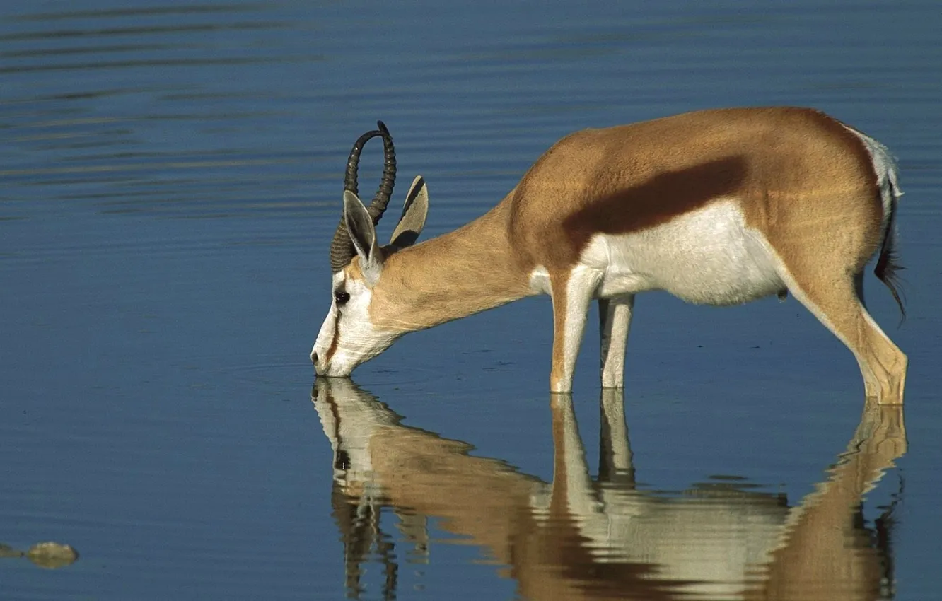 Photo wallpaper reflection, horns, drink, Gazelle