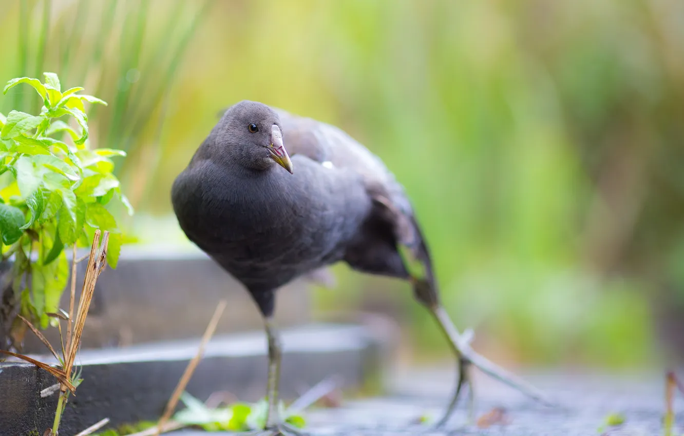 Photo wallpaper nature, background, bird