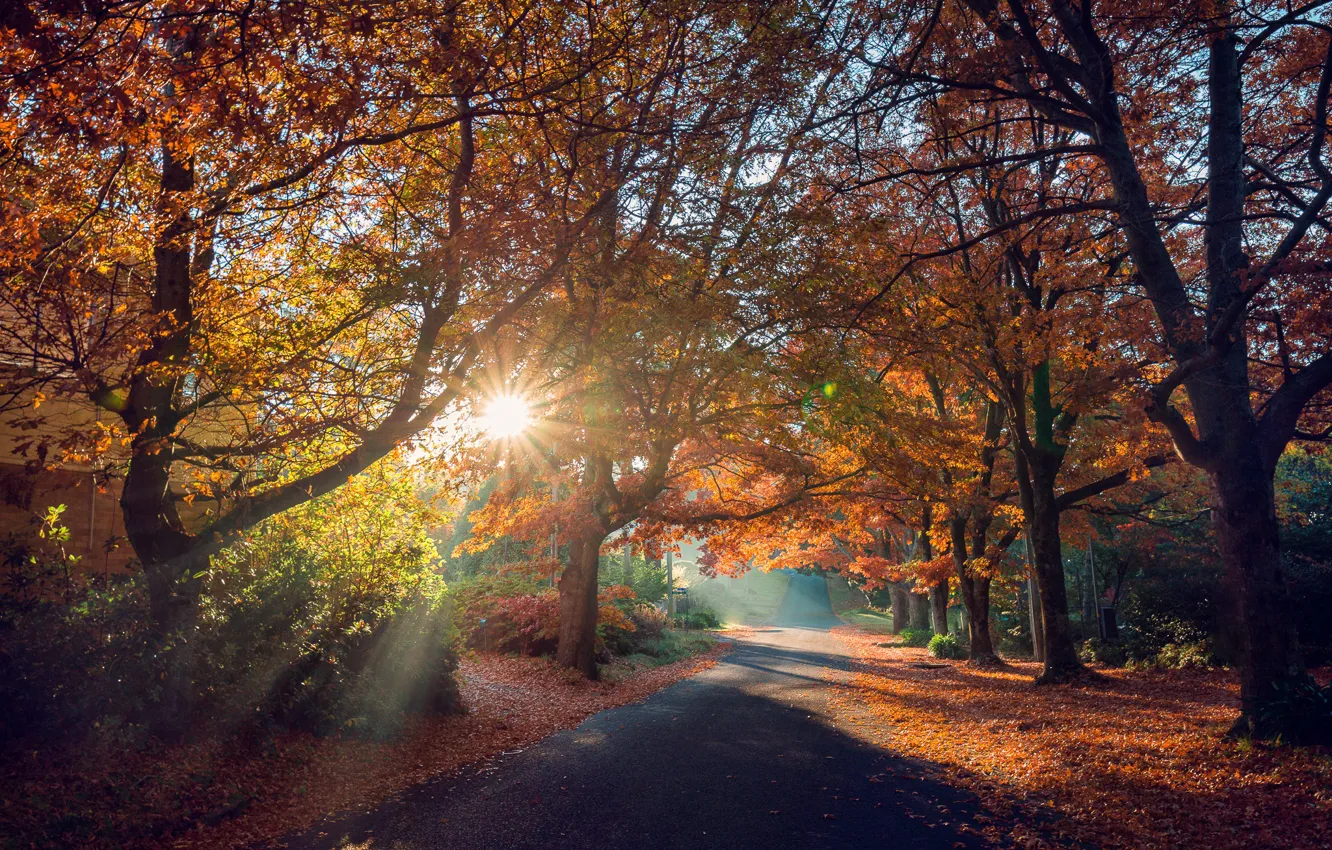 Photo wallpaper road, autumn, the sun, rays, trees, landscape, nature, shadows