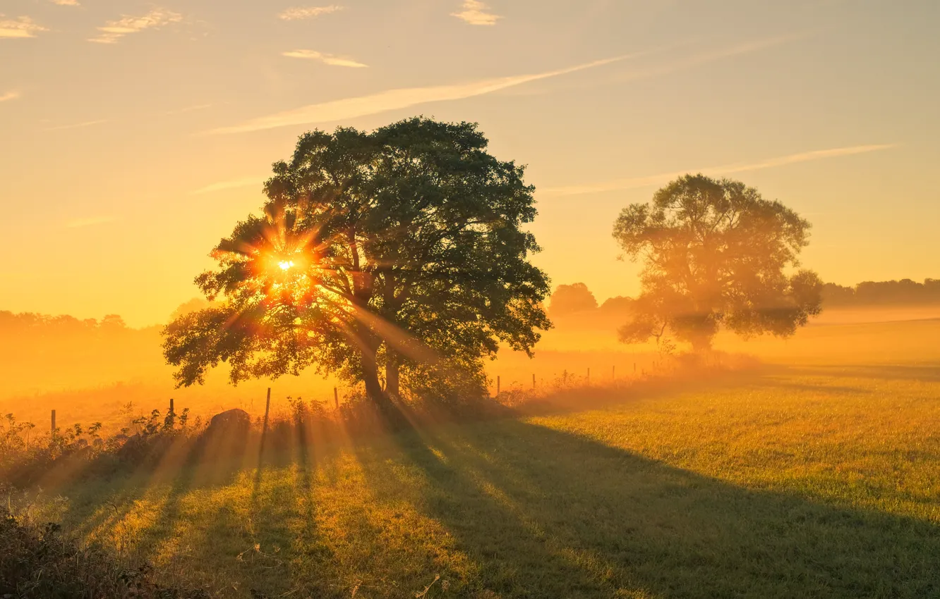 Photo wallpaper field, the sun, trees, fog