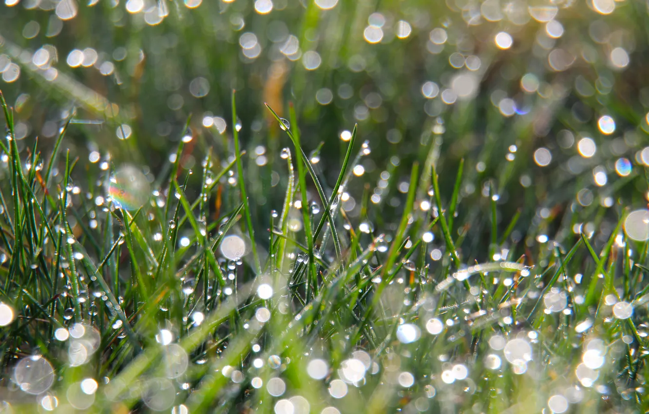 Photo wallpaper grass, drops, dew