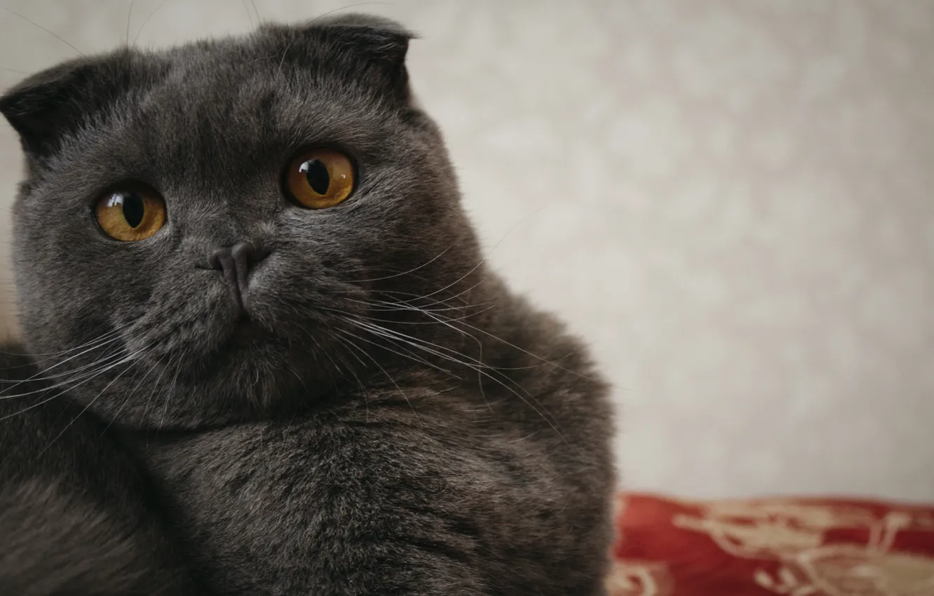 Photo wallpaper eyes, cat, look, macro, photo, grey, background, the pupil
