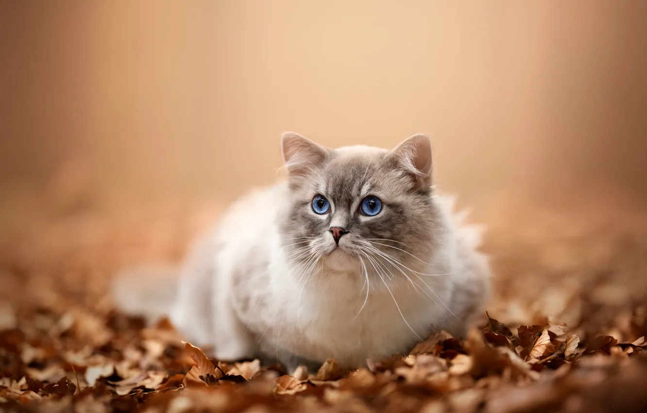 Photo wallpaper autumn, cat, cat, look, nature, glade, foliage, face