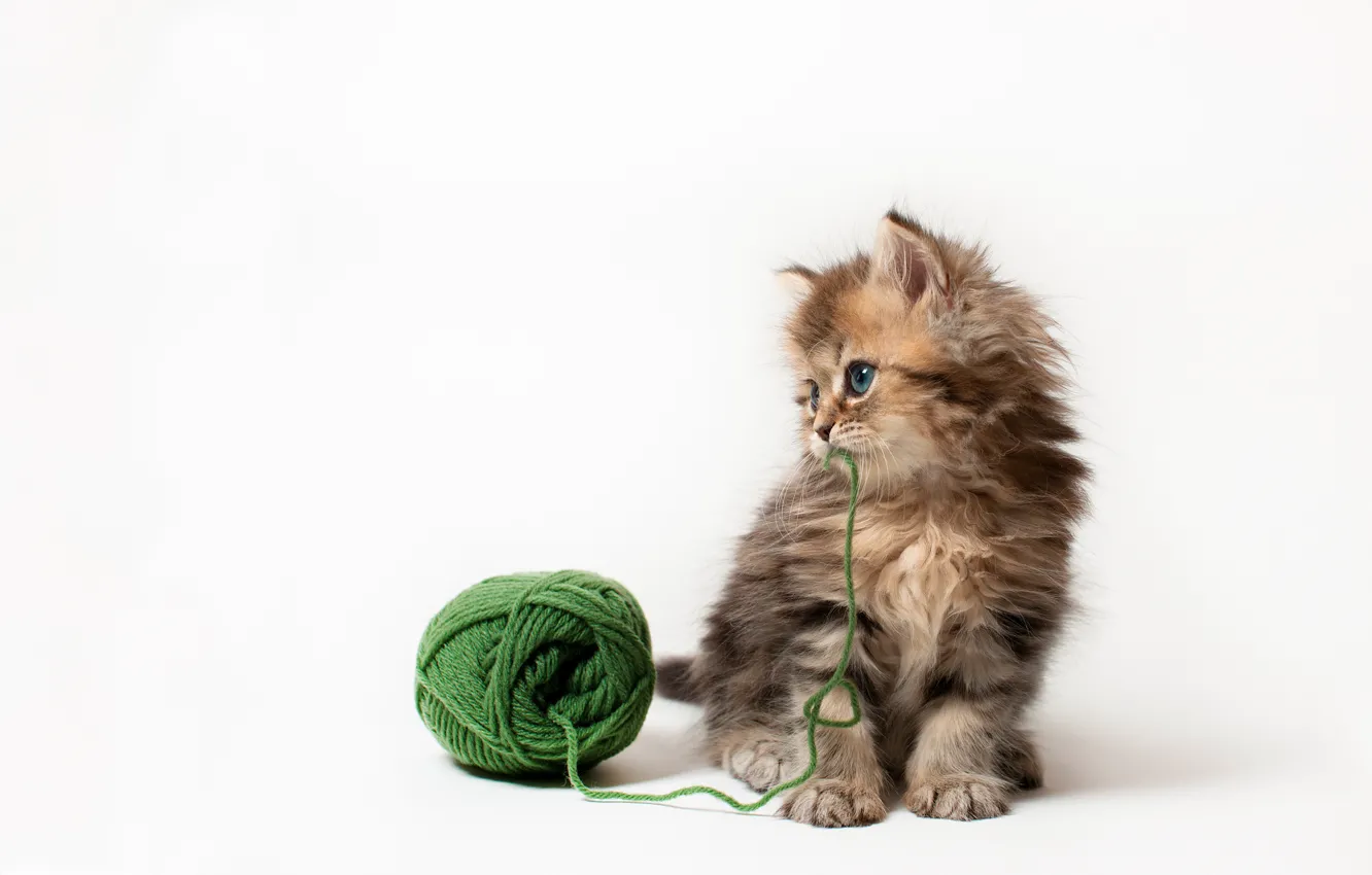 Photo wallpaper cat, tangle, kitty, the game, white background, thread, Daisy, Ben Torode
