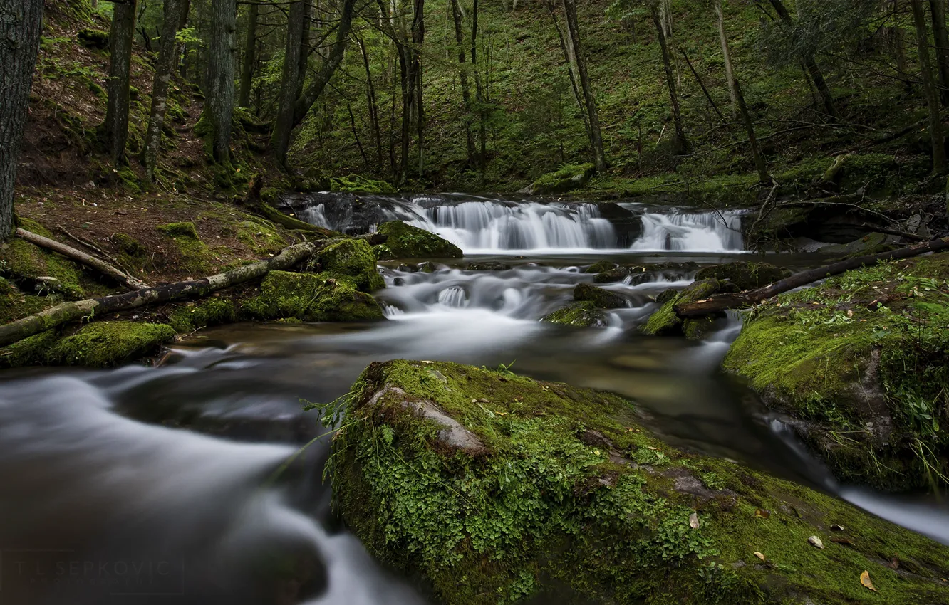 Photo wallpaper forest, trees, river, direction