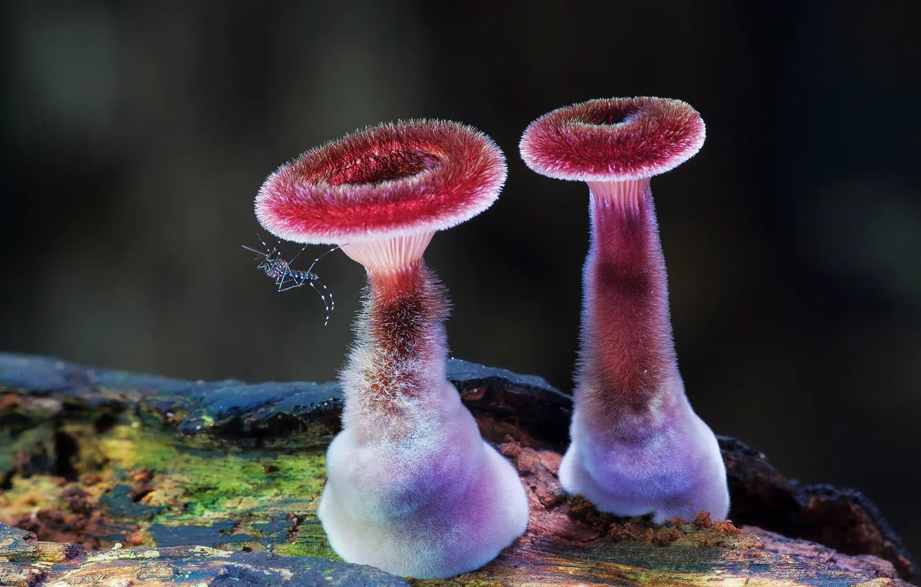 Photo wallpaper macro, trees, mushrooms, the mosquito, in a fur coat)
