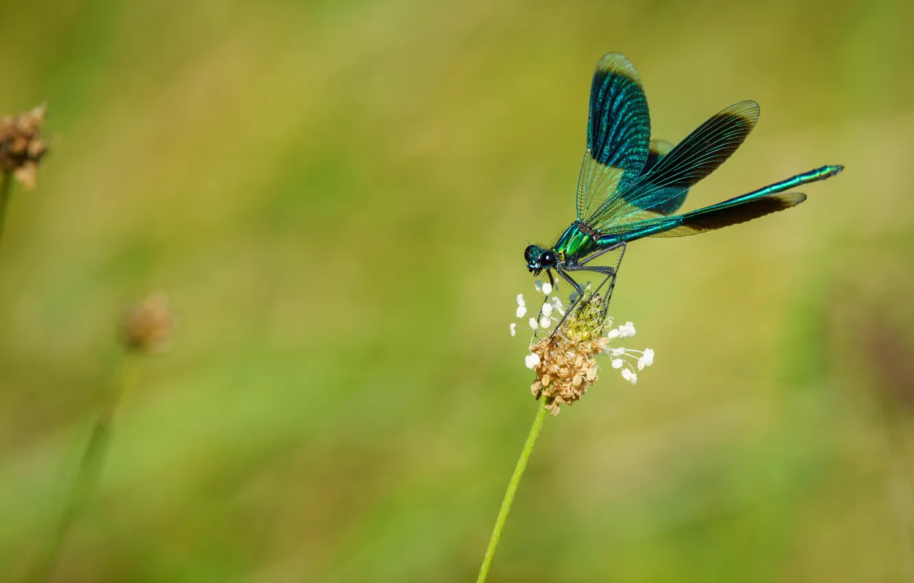 Photo wallpaper macro, background, plant, dragonfly, stems