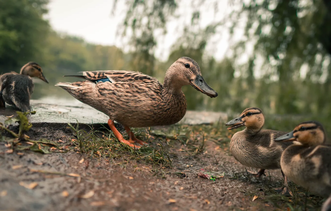 Photo wallpaper nature, lake, duck, nature, lake, ducks, Mallard, Mallard