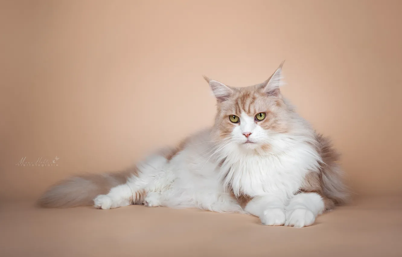 Photo wallpaper cat, cat, look, background, portrait, photoshoot, Maine Coon
