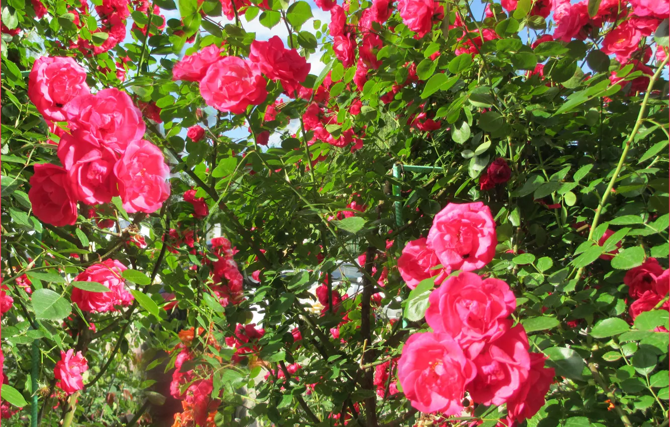 Photo wallpaper roses, lights, blooms