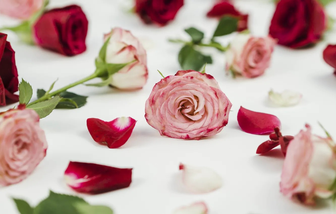 Photo wallpaper roses, petals, red, pink