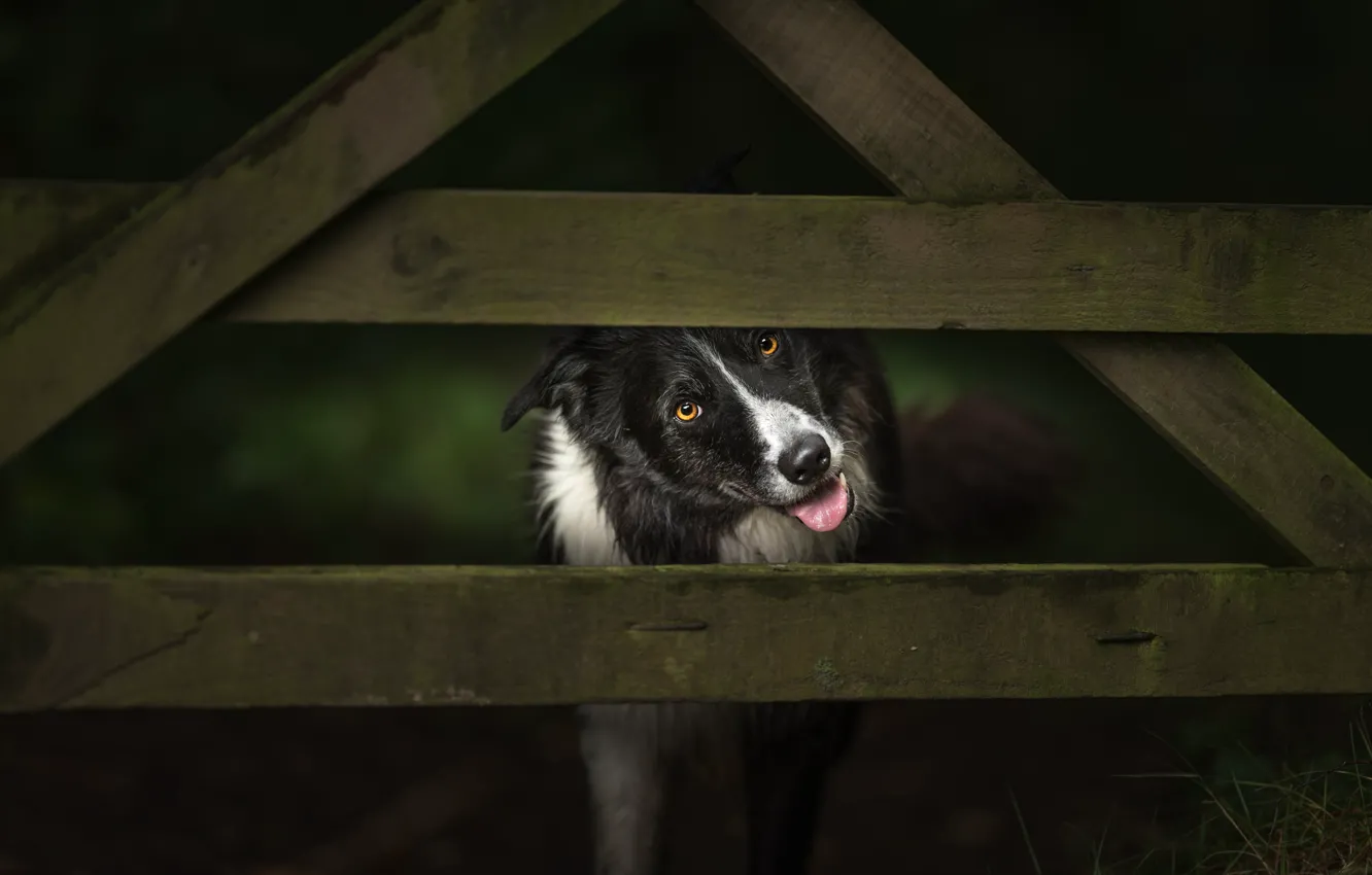 Photo wallpaper language, look, face, the dark background, Board, the fence, dog, the fence