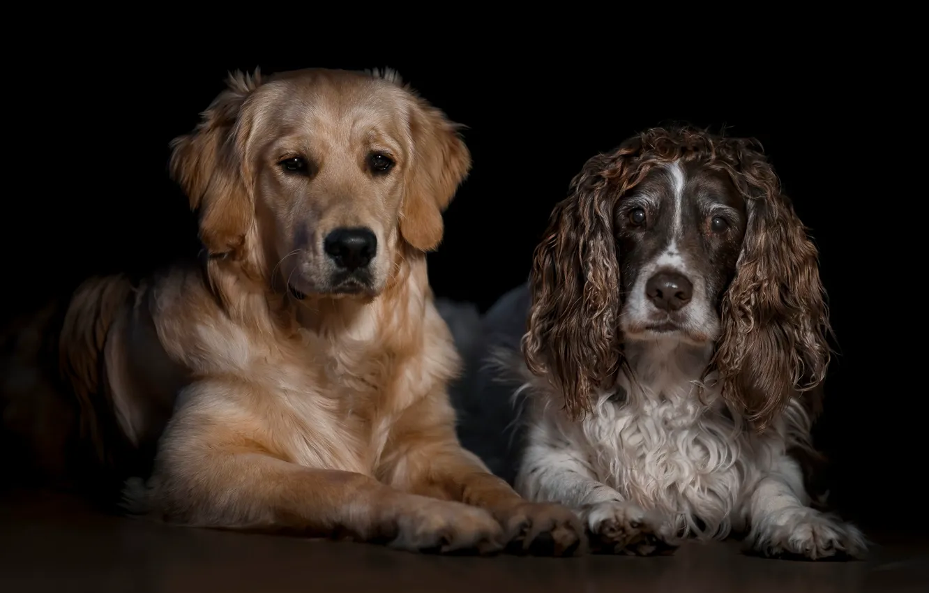 Photo wallpaper dogs, look, face, two, portrait, pair, black background, a couple