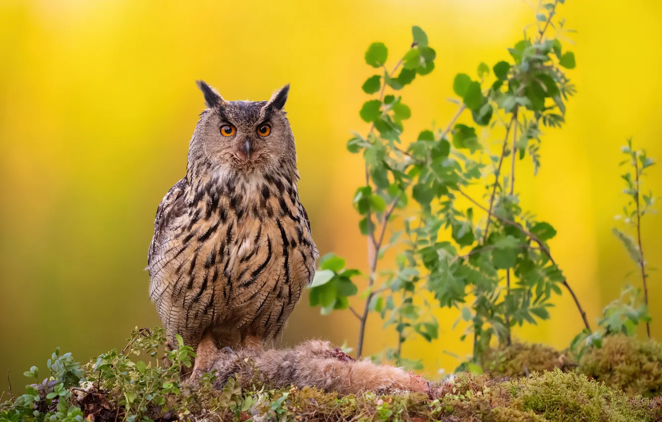 Photo wallpaper look, leaves, branches, owl, bird, glade, yellow background, mining
