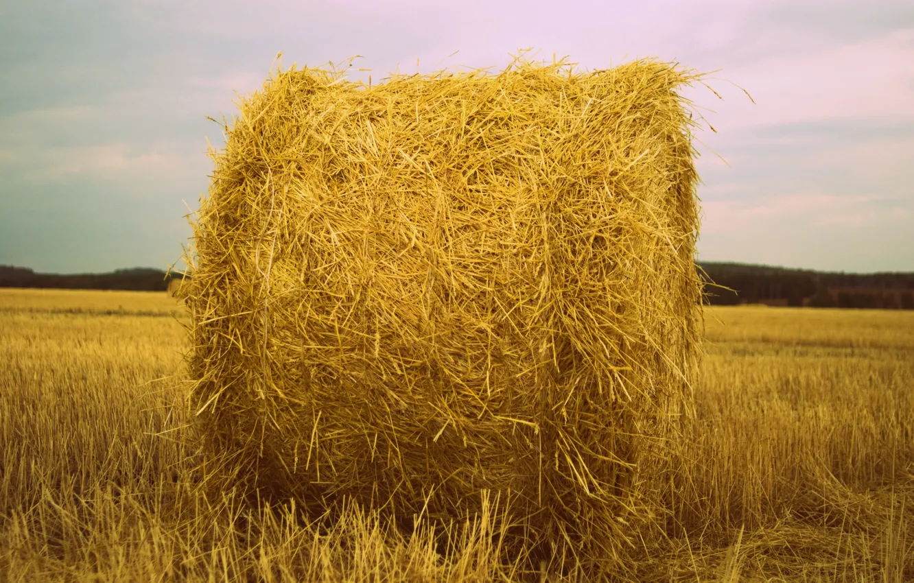Photo wallpaper field, stack, hay