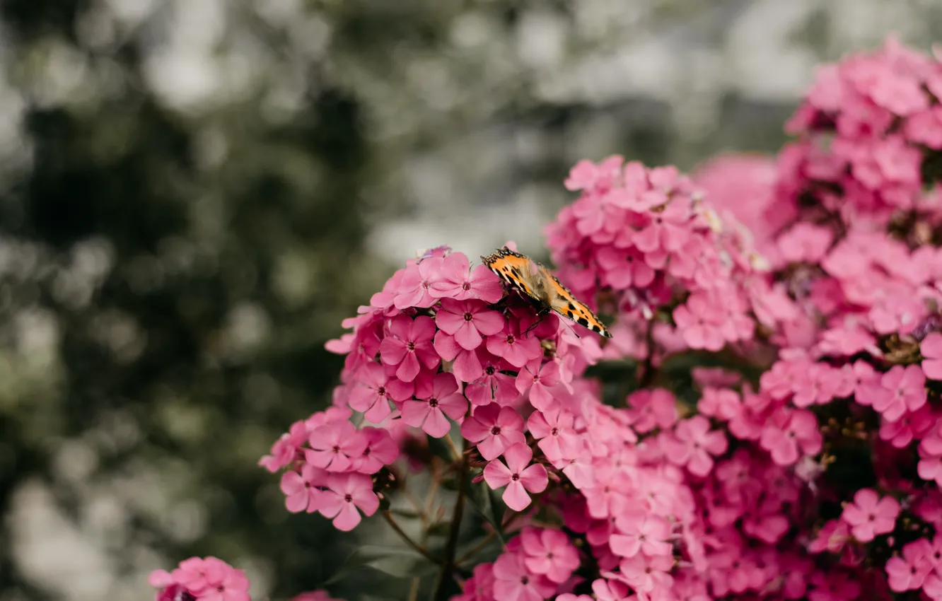 Photo wallpaper flowers, background, butterfly, garden, pink, bokeh, Phlox