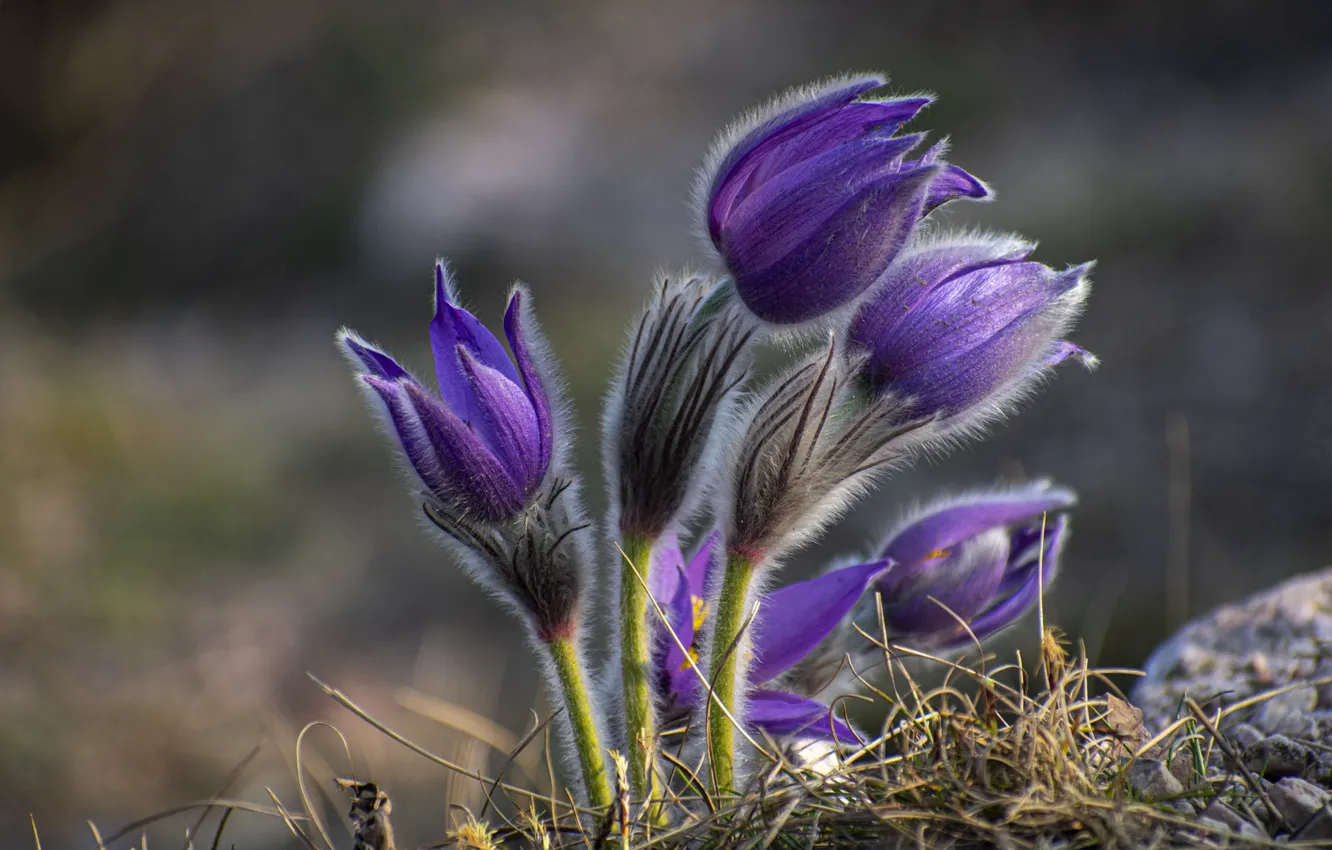 Photo wallpaper purple, grass, macro, flowers, nature, glade, blur, spring