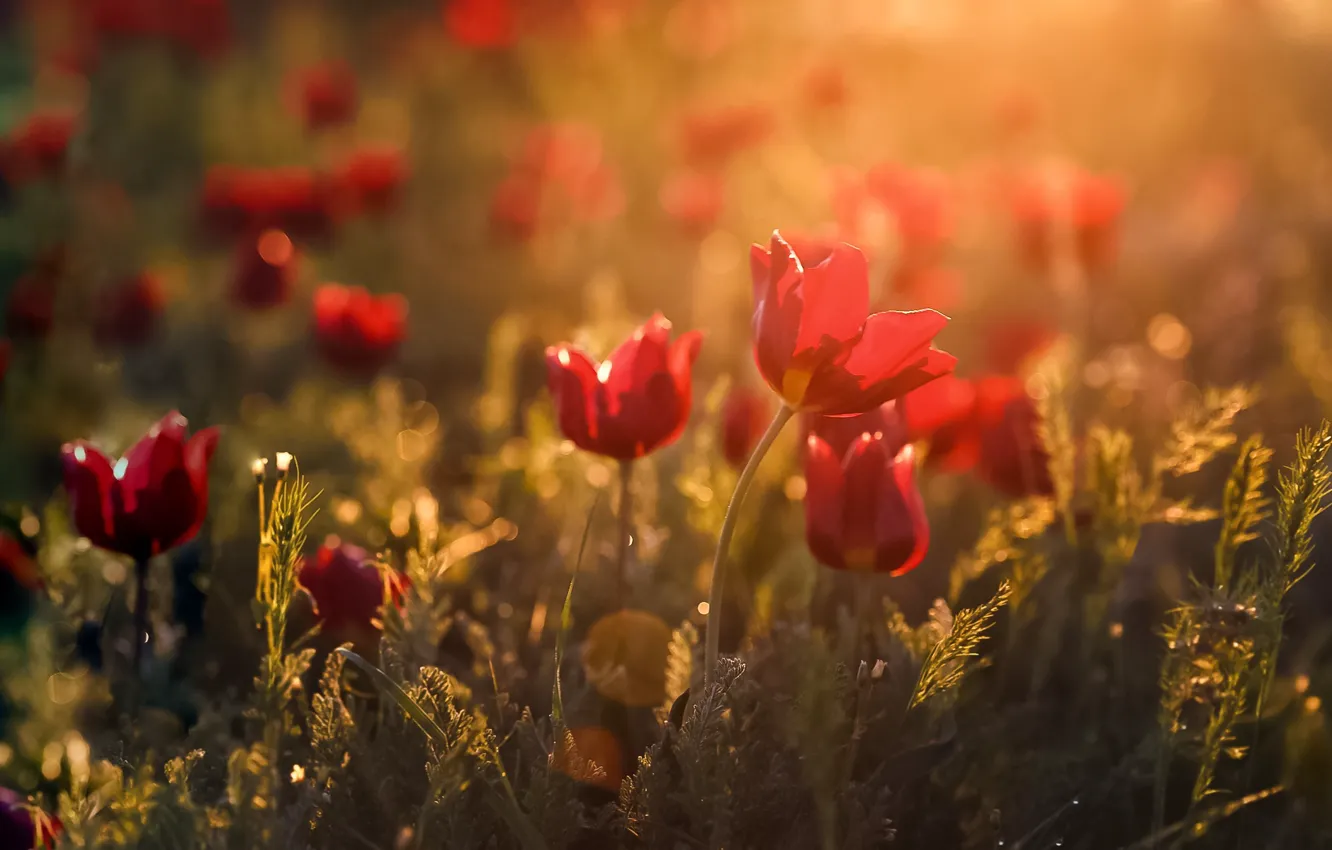 Photo wallpaper light, flowers, spring, bokeh, Kalmykia, wild tulips