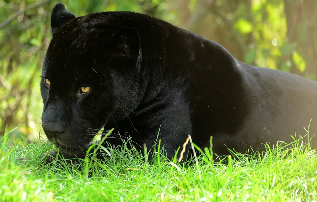 Photo wallpaper stay, predator, Panther, Jaguar