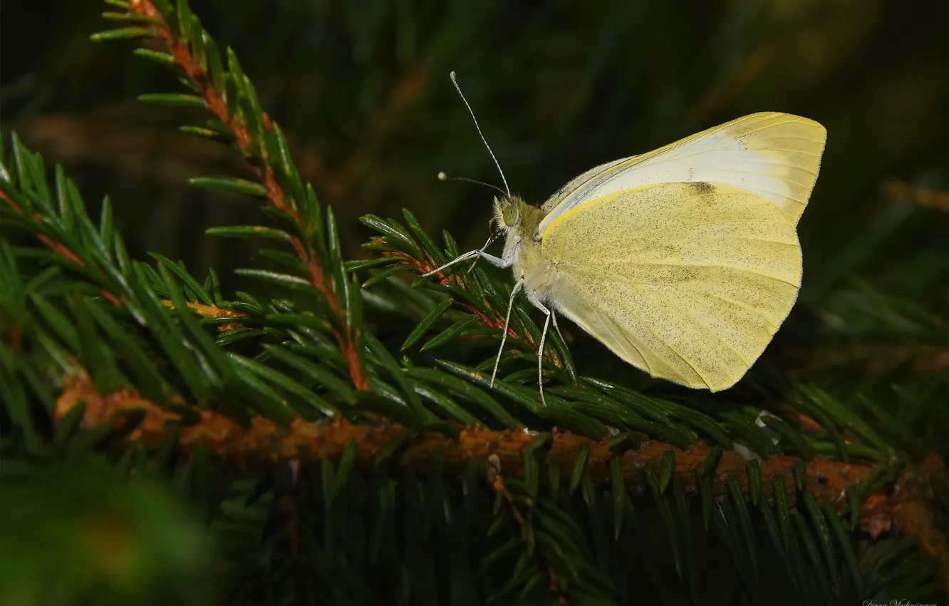 Photo wallpaper summer, macro, nature, butterfly, the limonite