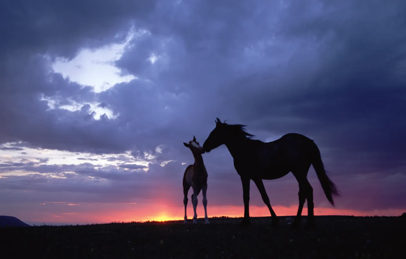 Photo wallpaper the sky, sunset, horse