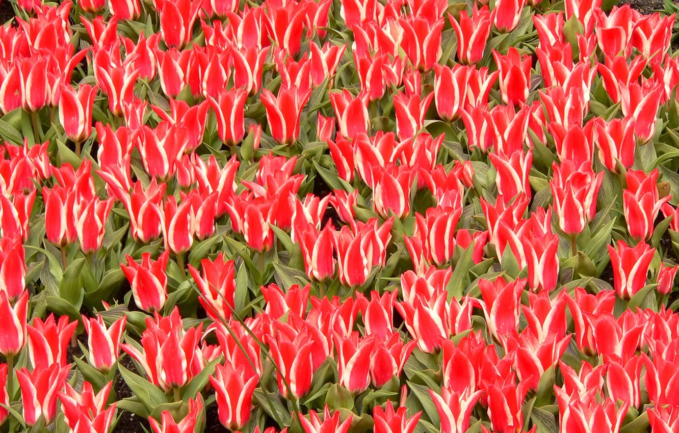 Photo wallpaper field, carpet, texture, petals, tulips