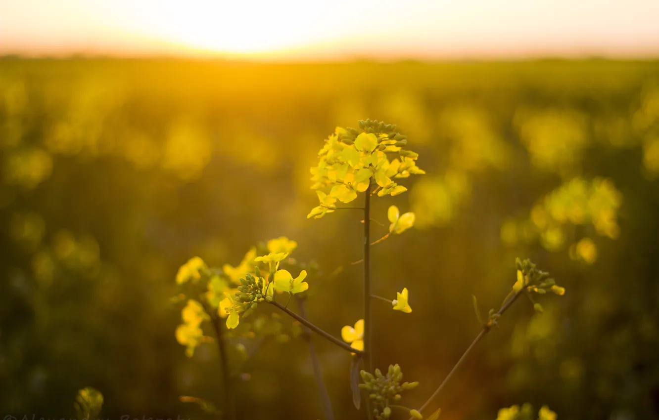 Photo wallpaper photograph, romania, calarasi, alexandrubotezatu, kidnapped, the flower