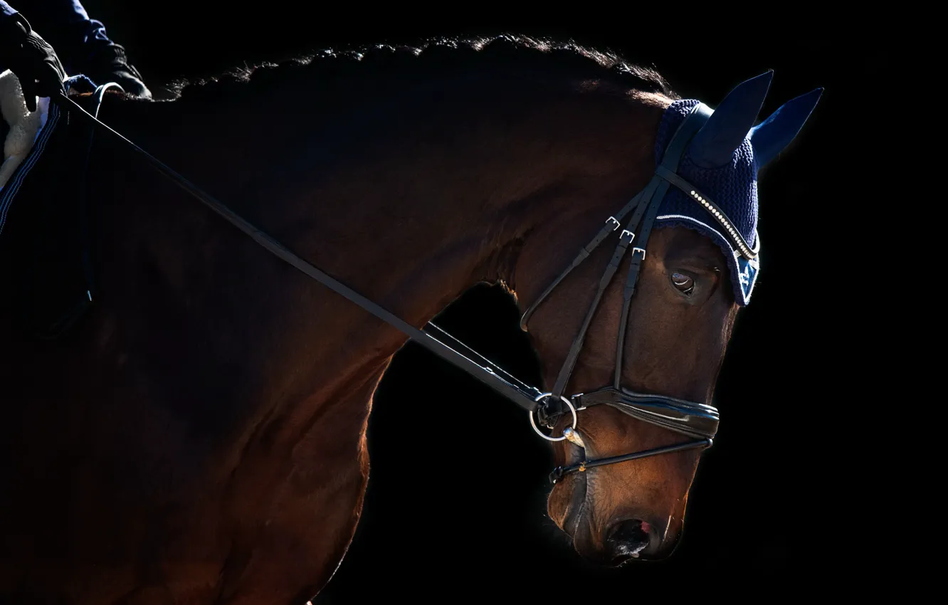 Photo wallpaper background, horse, sport