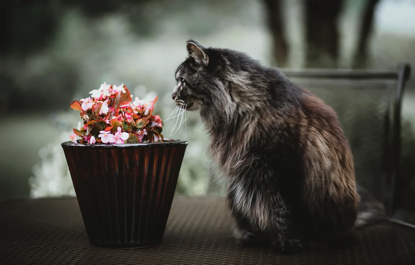 Photo wallpaper cat, flowers, street