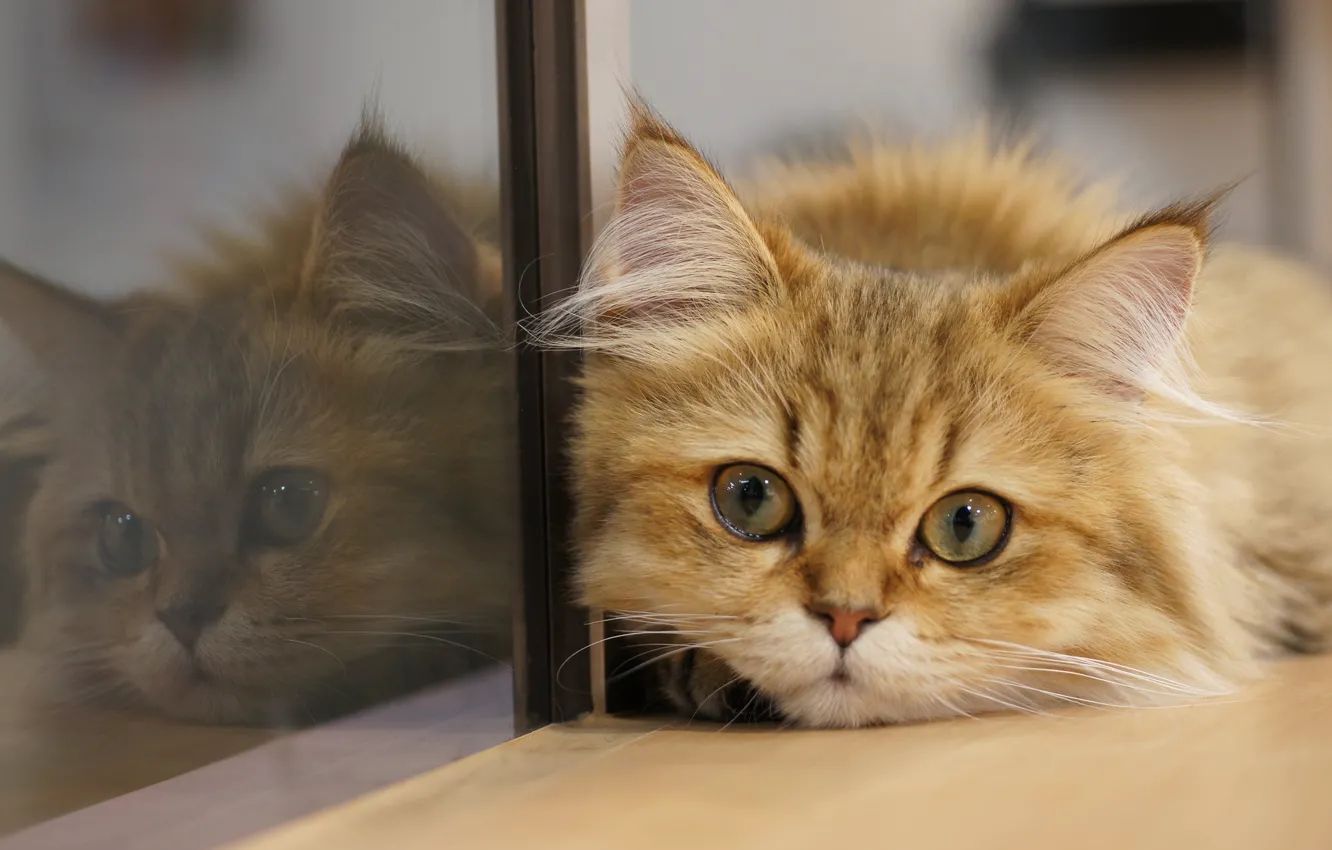 Photo wallpaper cat, cat, look, glass, reflection, muzzle, cat