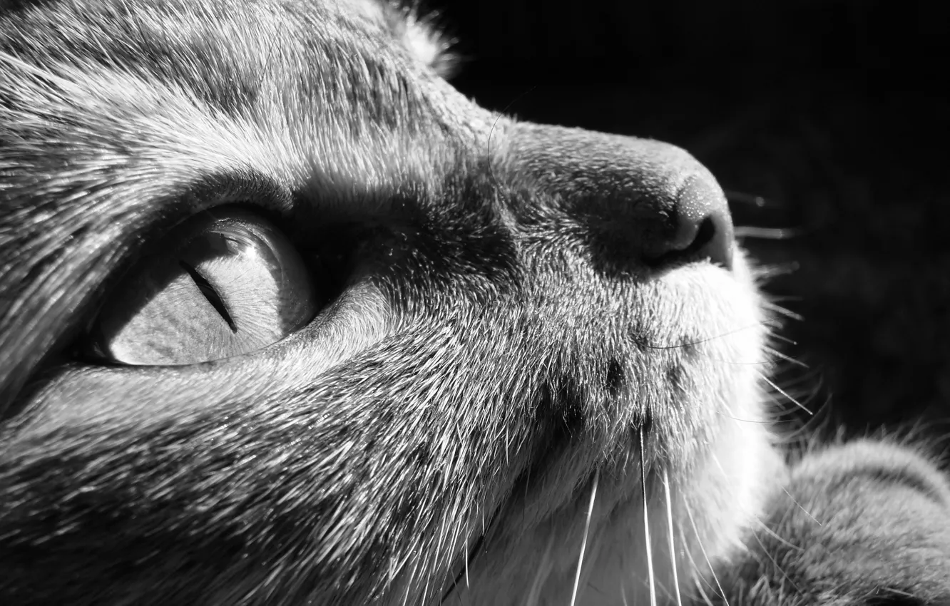 Photo wallpaper cat, cat, face, macro, eyes