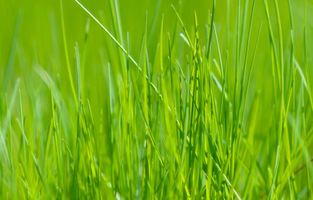 Photo wallpaper summer, grass, nature