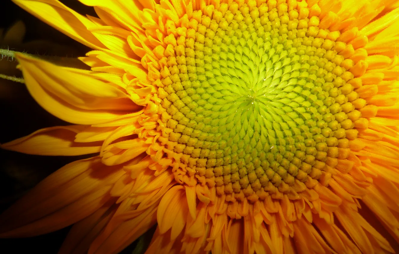 Photo wallpaper the sun, sunflowers, flowers, nature, plant, seeds, flora