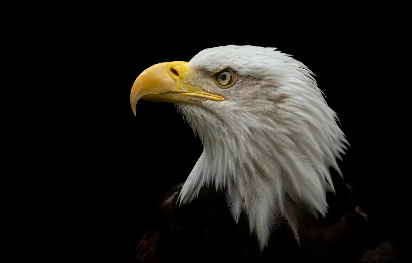 Photo wallpaper background, bird, eagle
