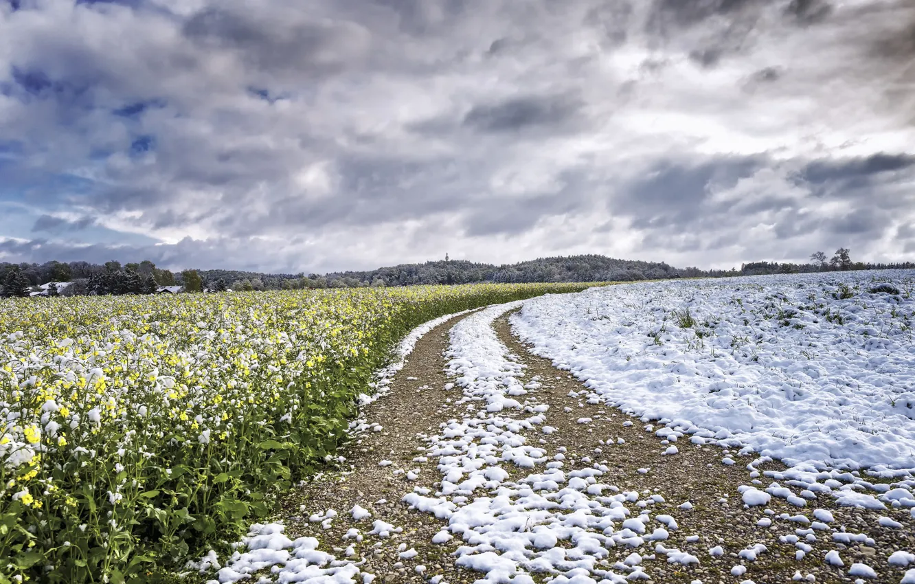 Photo wallpaper field, snow, rape