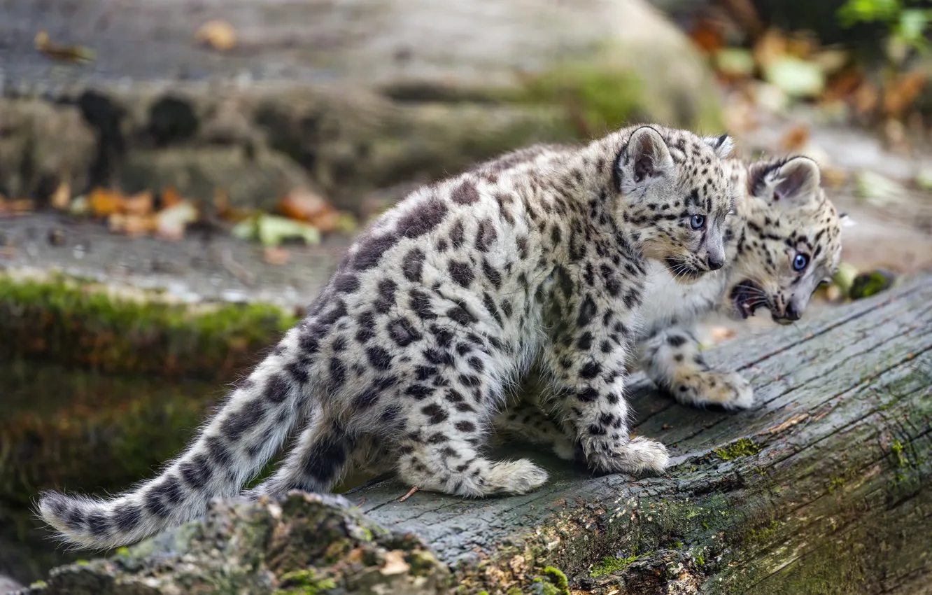 Photo wallpaper Leopard, snow leopard, a couple, IRBIS, kitty
