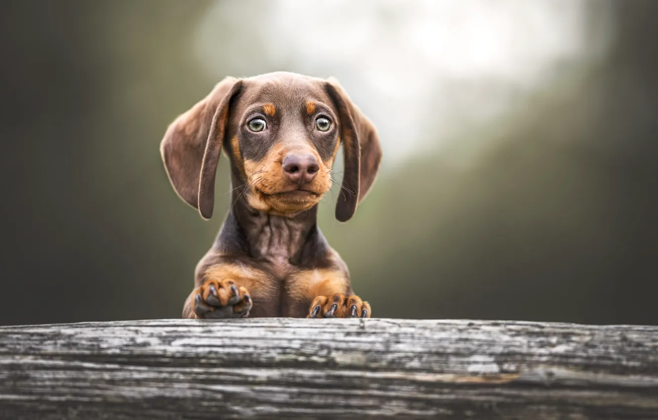 Photo wallpaper look, face, portrait, dog, puppy, Dachshund