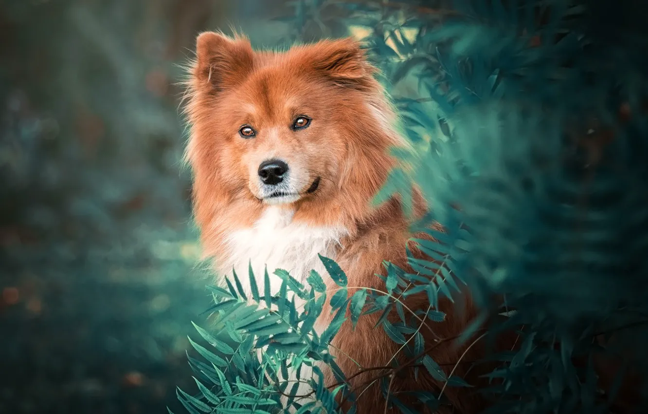 Photo wallpaper look, face, leaves, nature, green, background, portrait, dog
