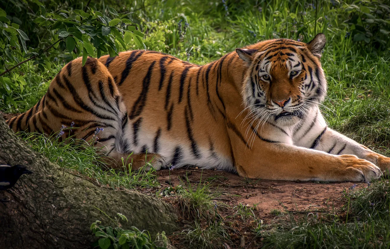 Photo wallpaper greens, grass, look, face, trees, tiger, pose, stay