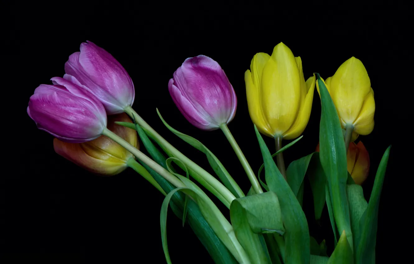 Photo wallpaper tulips, buds, colorful