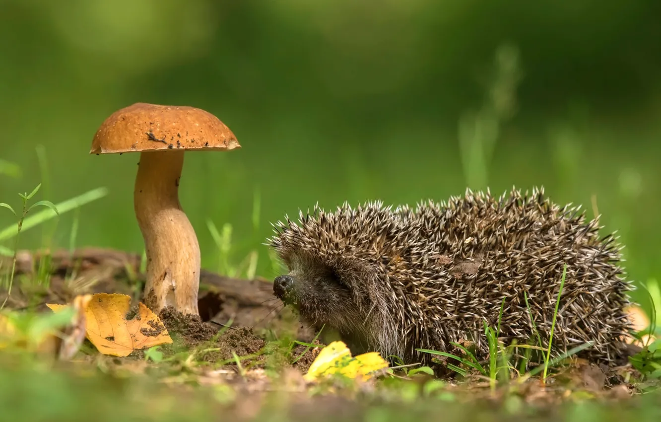Photo wallpaper autumn, grass, leaves, needles, nature, green, background, mushrooms