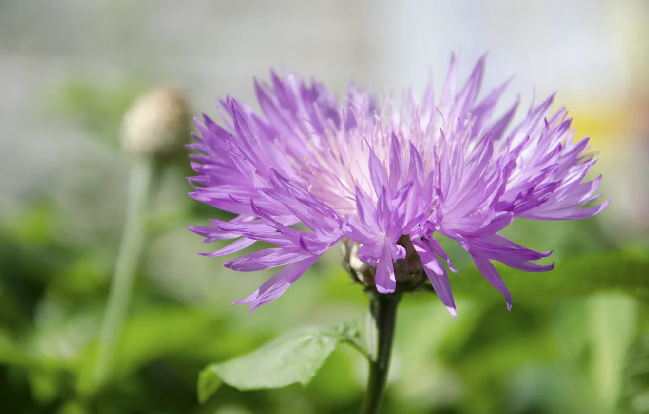 Photo wallpaper summer, macro, flowers, petals, pink