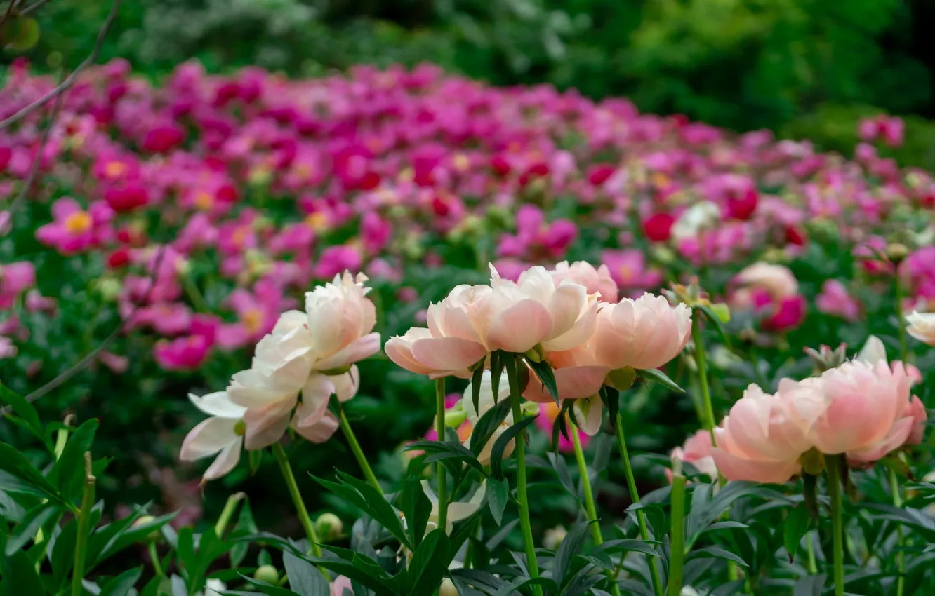 Photo wallpaper flowers, flowerbed, peonies
