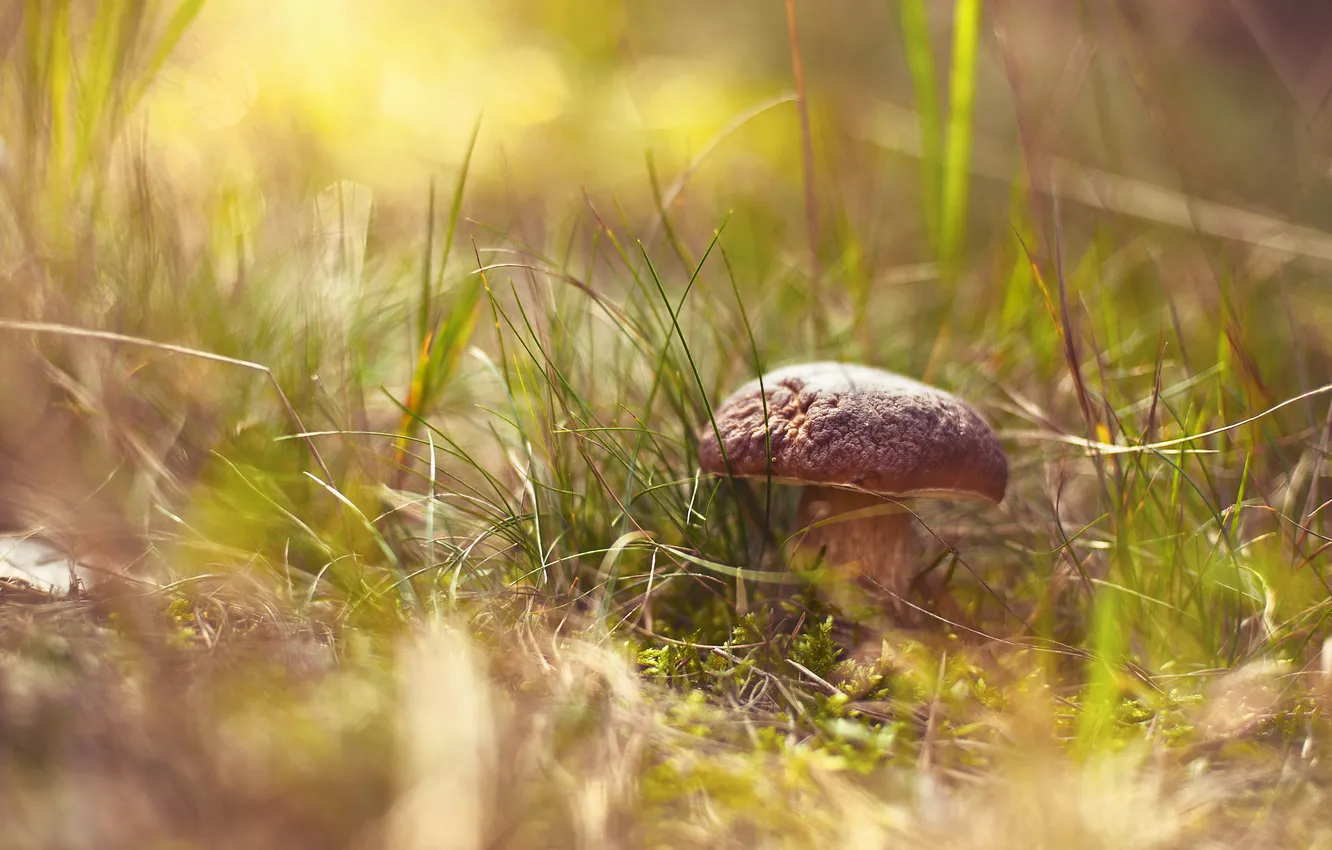 Photo wallpaper grass, nature, mushrooms