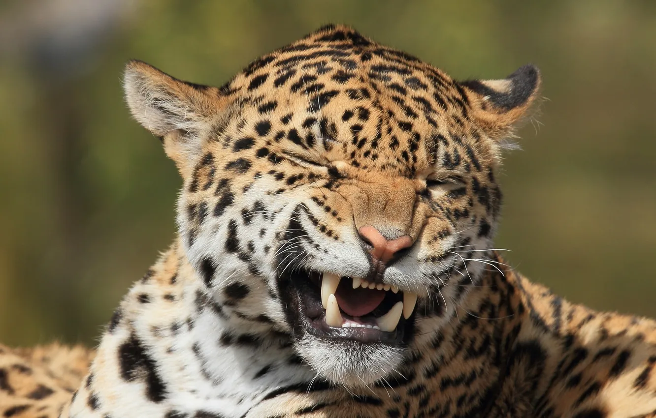 Photo wallpaper face, predator, mouth, fangs, Jaguar, wild cat, grimace