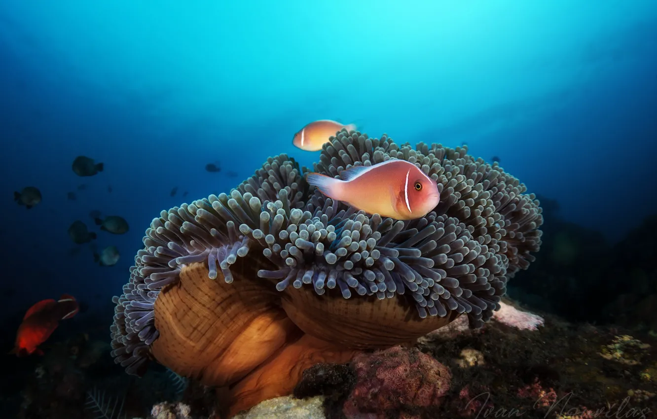 Photo wallpaper sea, fish, the ocean, the bottom, Bali, anemone, actinium